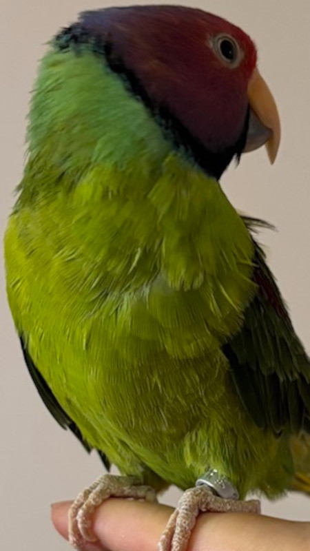 Closeup photo of Spoodles
