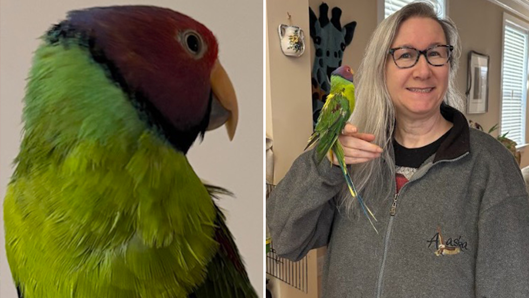 Split image of Spoodles and Spoodles on top of Amanda Beth's hand
