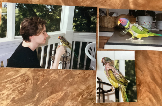Three pictures of Spoodles as a baby