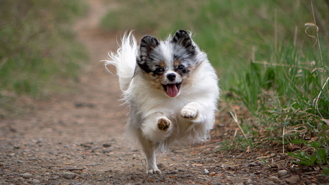 split image of Twinkie jumping through owner Jennifer's arms, posing and celebrating
