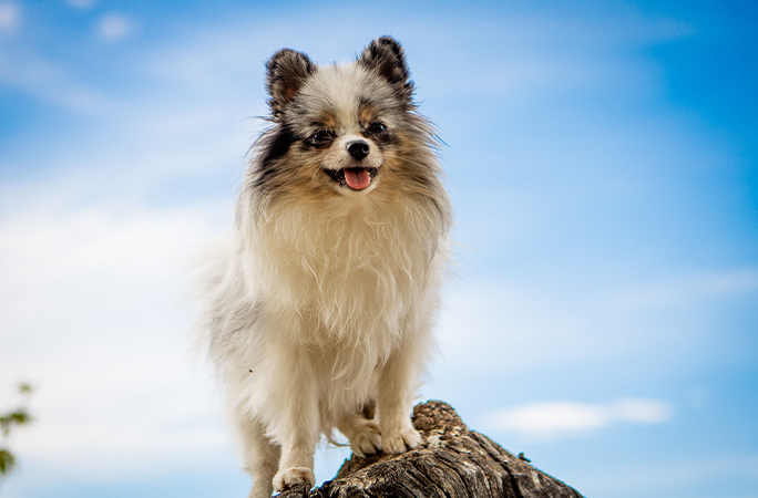 Twinkie posing for the camera