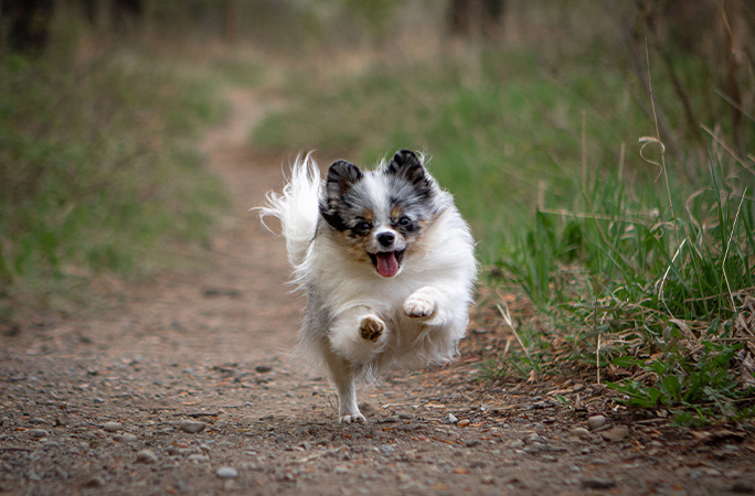 Twinkie running through a field