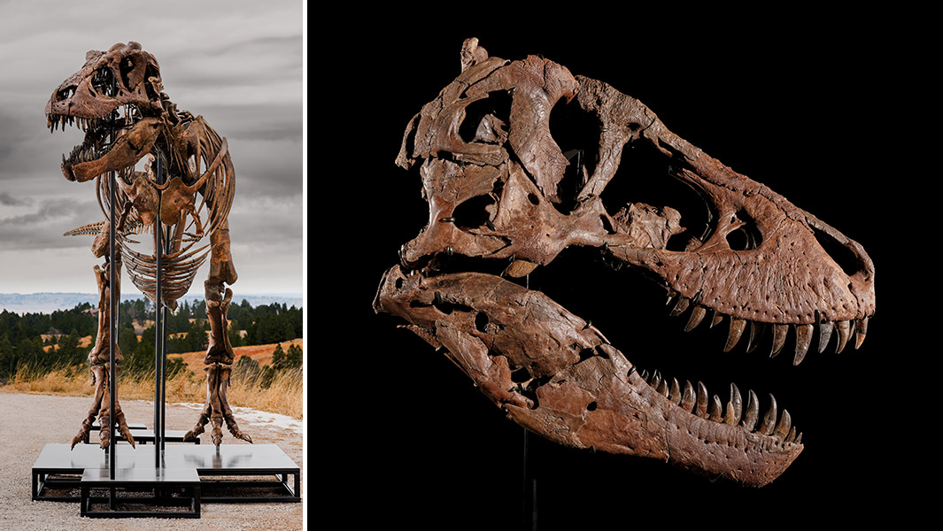 gus-most-expensive-dinosaur-sold-at-auction-mounted-skeleton-and-side-on-skull