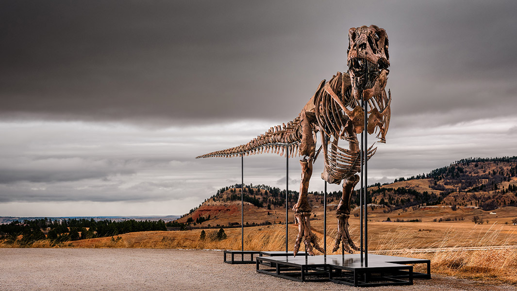 gus-most-expensive-dinosaur-sold-at-auction-mounted-skeleton-and-side-on-skull