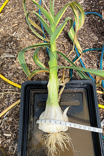 heaviest-elephant-garlic-being-measured