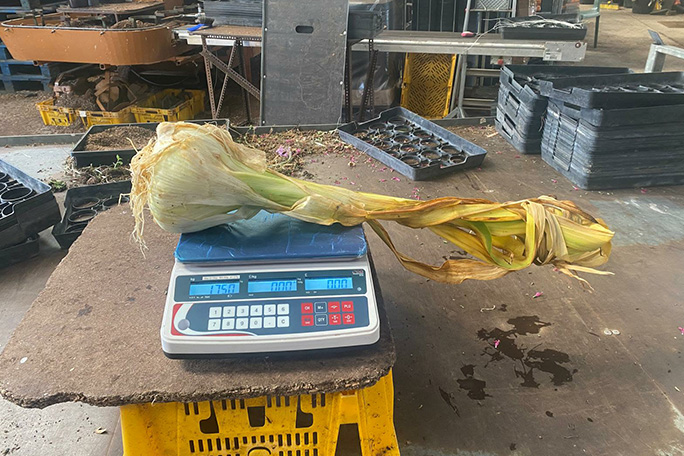 heaviest-elephant-garlic-on-the-weighing-scales