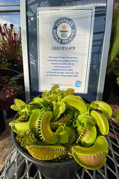 jeremiah-harris-first-record-breaking-venus-flytrap-with-GWR-certificate-in-2020