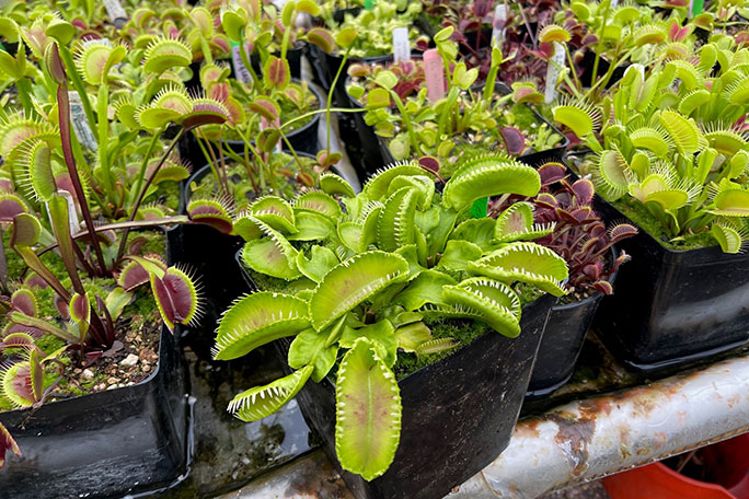 jeremiah-harris-second-record-breaking-venus-flytrap-in-2021