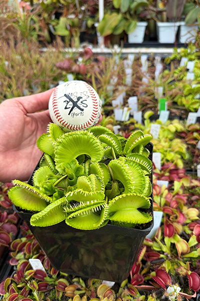 jeremiah-harris-third-record-breaking-venus-flytrap-with-a-baseball-for-scale