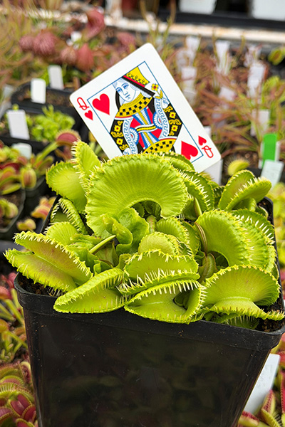 jeremiah-harris-third-record-breaking-venus-flytrap-with-a-playing-card-for-scale