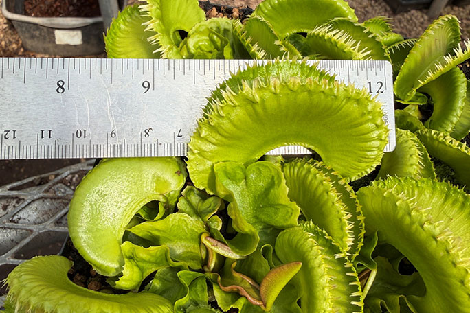 largest-trap-on-a-venus-flytrap-being-measured