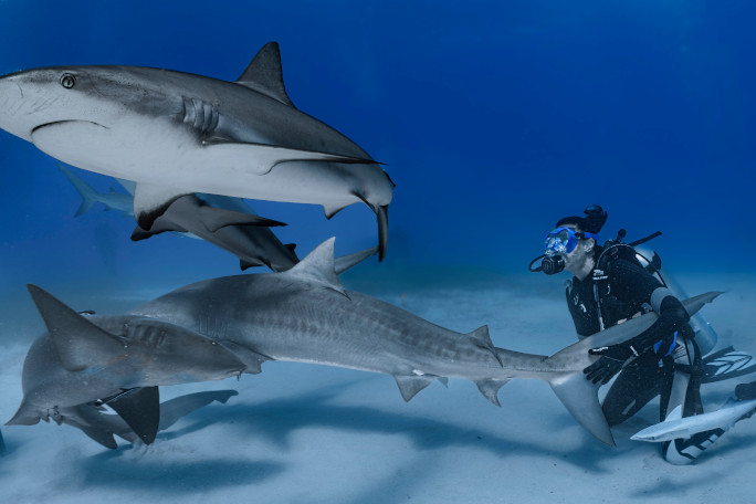 Emily diving while surrounded by sharks