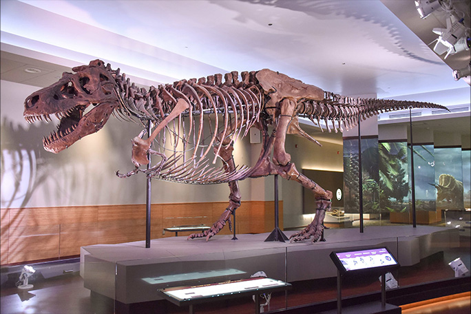 sue-the-most-complete-t-rex-skeleton-at-the-field-museum-in-chicago