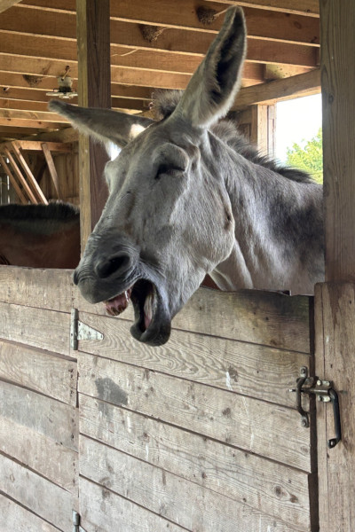 Hank braying in his stall