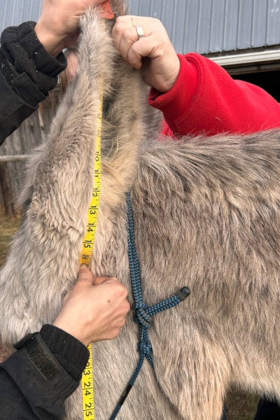 Two people measuring Hank's ear, close up