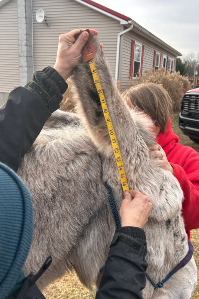 Hank getting his ears measured by two women