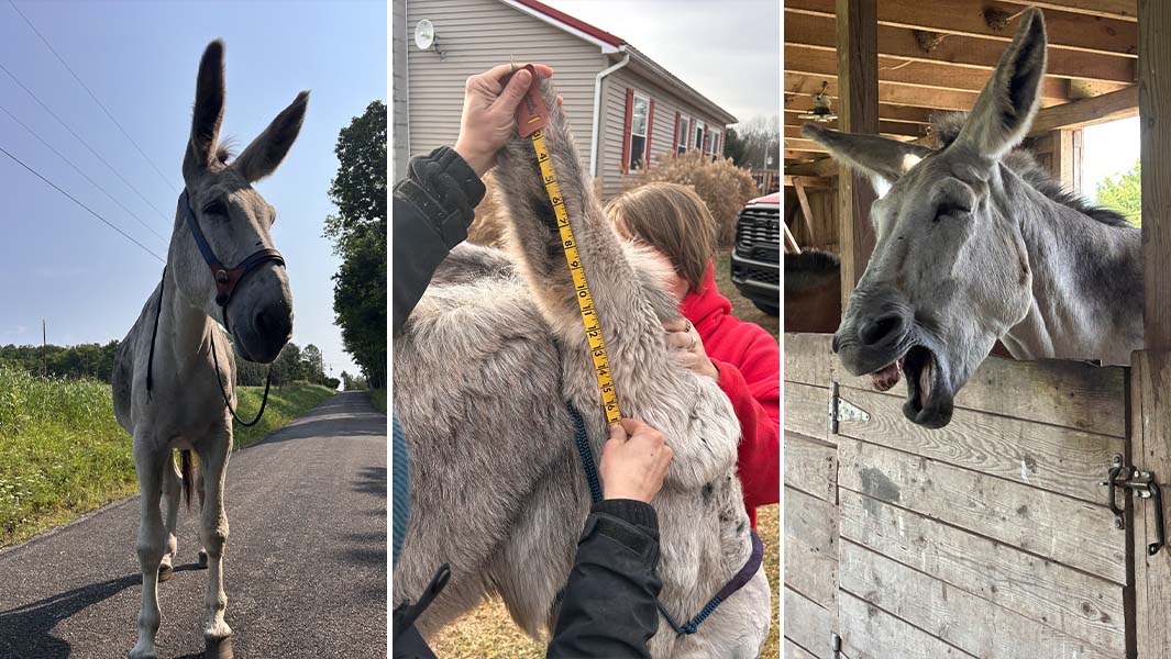 Three way split image of Hank on the road, getting his ears measured, and smiling in his stall