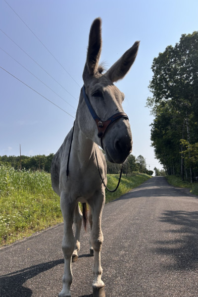 Hank standing in the street, showing off his big ears