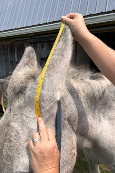 The top of Hank's ear being measured