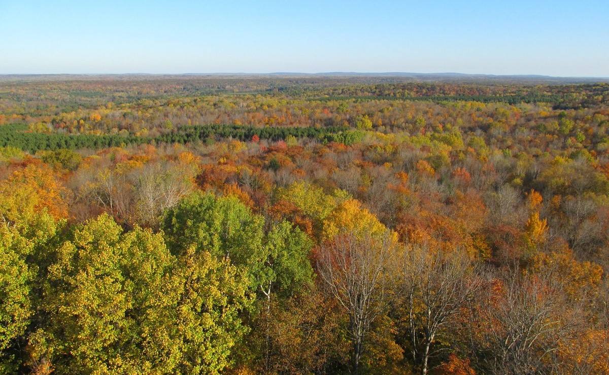 A view of a densely forested landscape