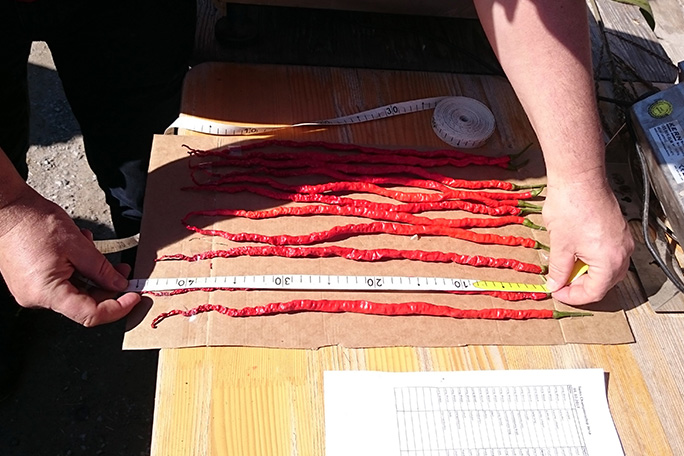 J&uuml;rgs 45.5-cm chilli being measured in 2017