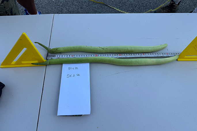 longest-eggplant-aubergine-with-measurements