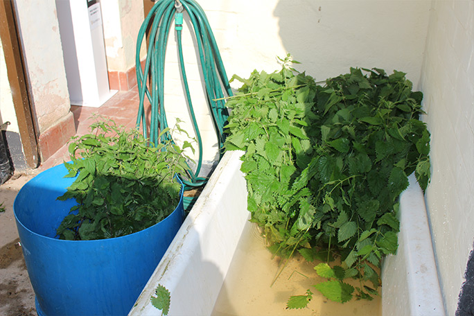 world-stinging-nettle-eating-championship-2025-nettles-in-bathtub