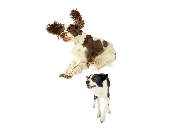 Bonnie leapfrogging over Simba