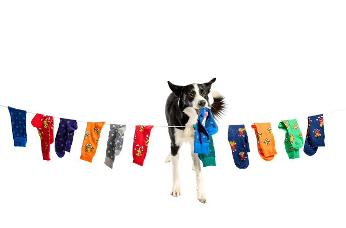 Simba hanging socks on a washing line