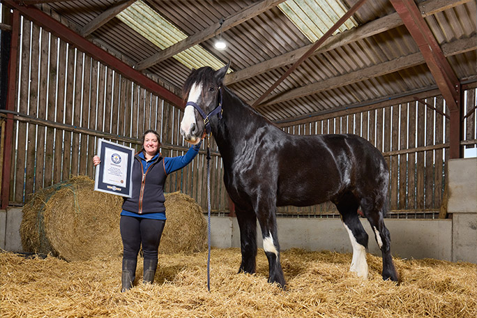 hugo-tallest-horse-with-lisa-masters-and-certificate