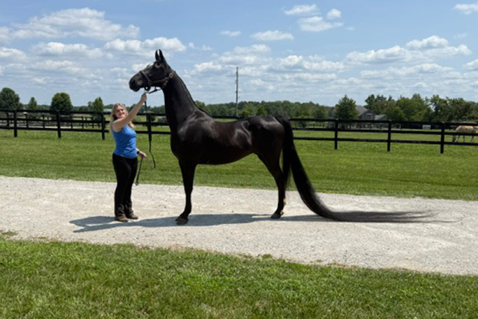 jenny-longest-tail-on-a-horse-full-length-combed-out