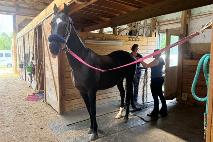 jenny-longest-tail-on-a-horse-having-her-tail-groomed
