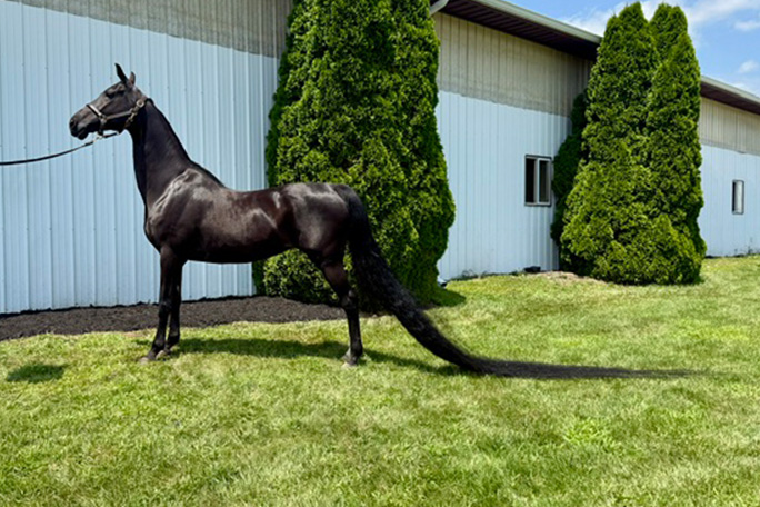 jenny-longest-tail-on-a-horse