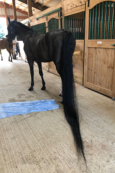 jenny-longest-tail-on-a-horsein-stables