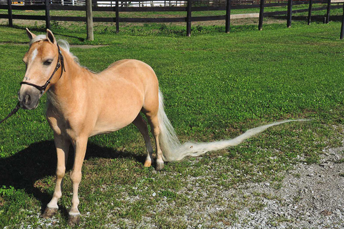 longest-tail-on-a-pony---topper