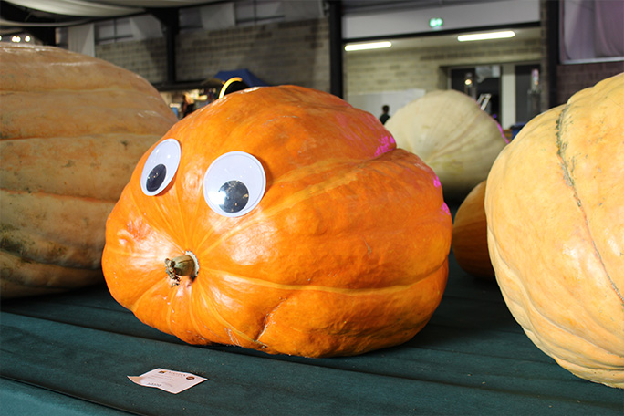 malvern-2026-giant-pumpkin-with-eyes