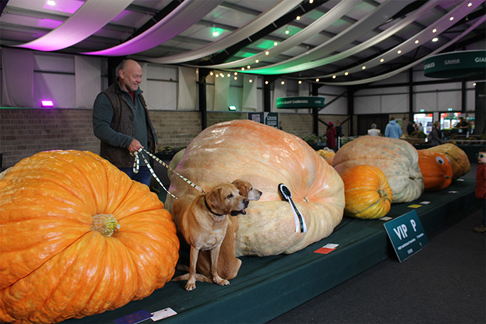 malvern-2026-two-labrador-dogs-with-giant-pumpkins