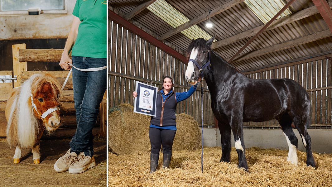 shortest-horse-pumuckel-and-tallest-horse-hugo