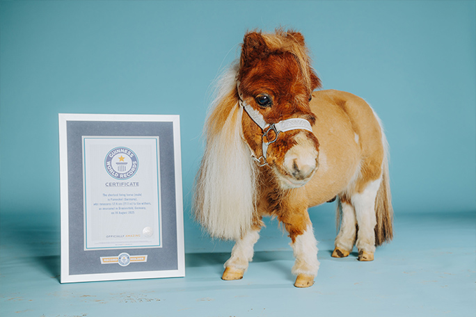 shortest-horse-pumuckel-standing-with-a-gwr-certificate