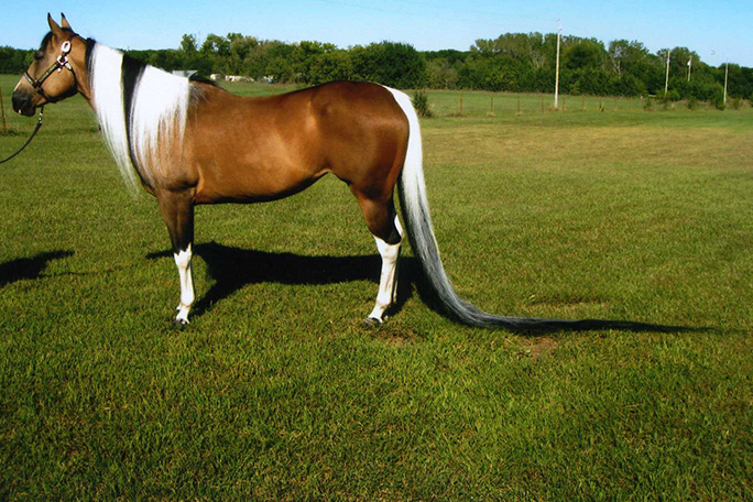 summer-breeze-former-longest-tail-on-a-horse
