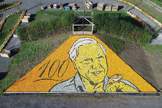sunnyfields-attenborough-squash-mosaic-final