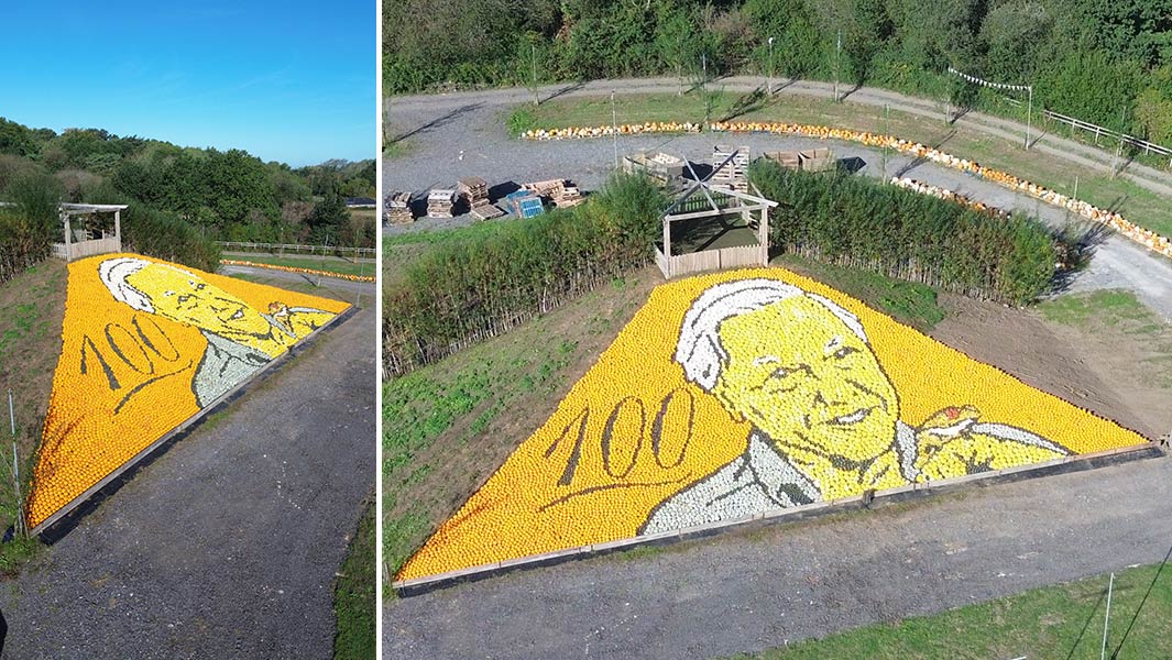 sunnyfields-squash-mosaic-attenborough