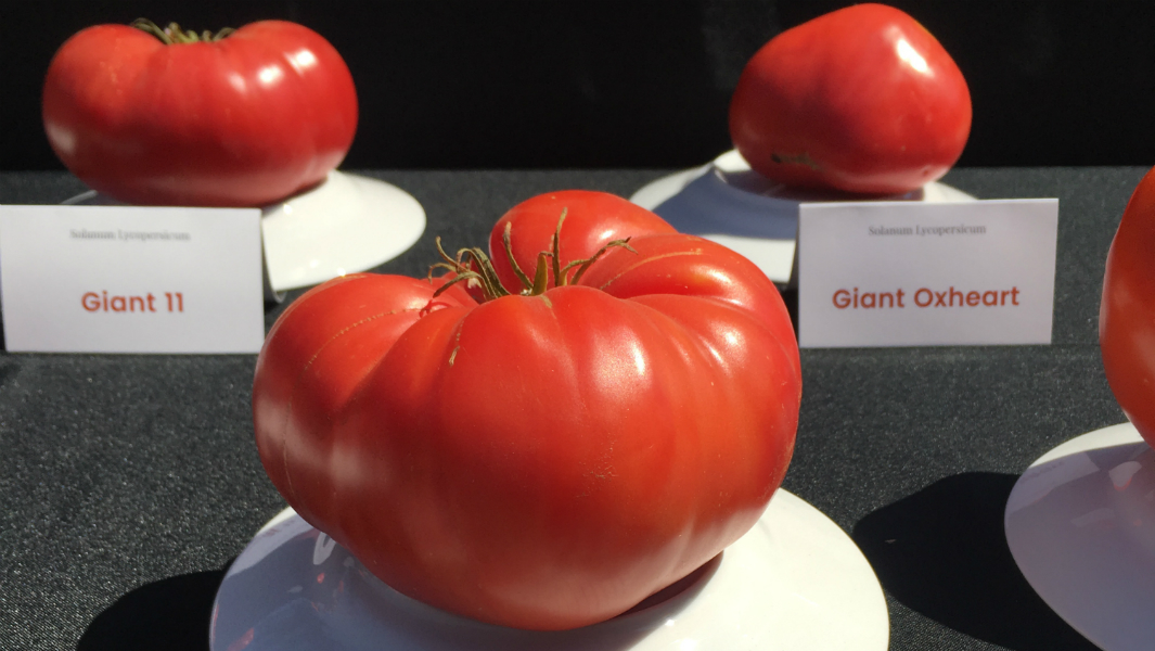 Largest display of tomato varieties 5