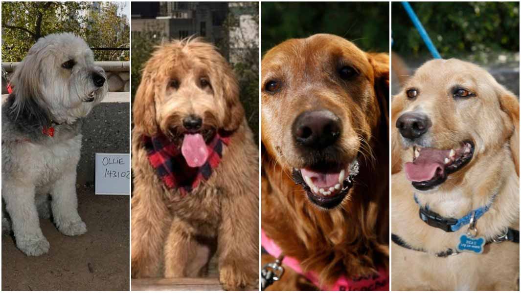 largest dog photo shoot header