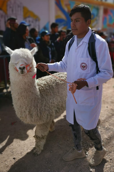 More than 1,000 alpacas parade through Peruvian city to set new record ...