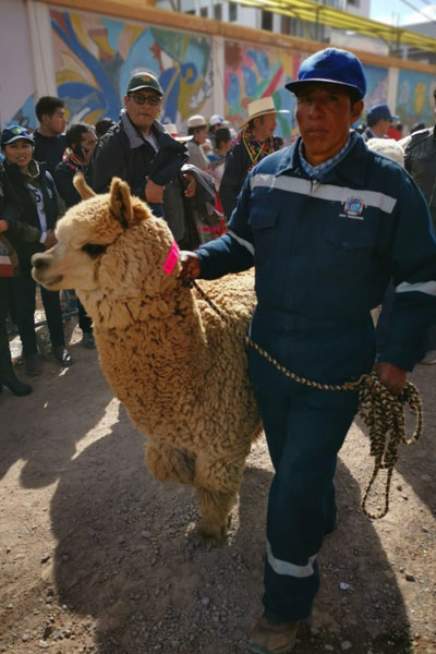 More than 1,000 alpacas parade through Peruvian city to set new record ...