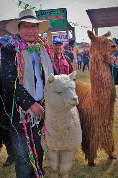 More than 1,000 alpacas parade through Peruvian city to set new record ...
