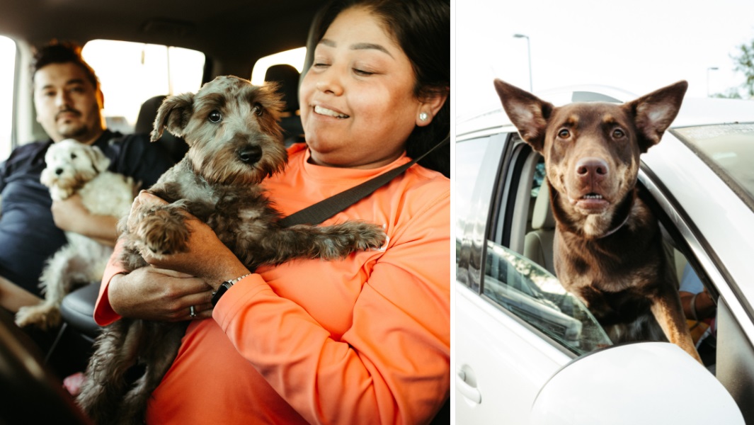 most-pledges-received-for-a-pet-vaccination-campaign-24-hours