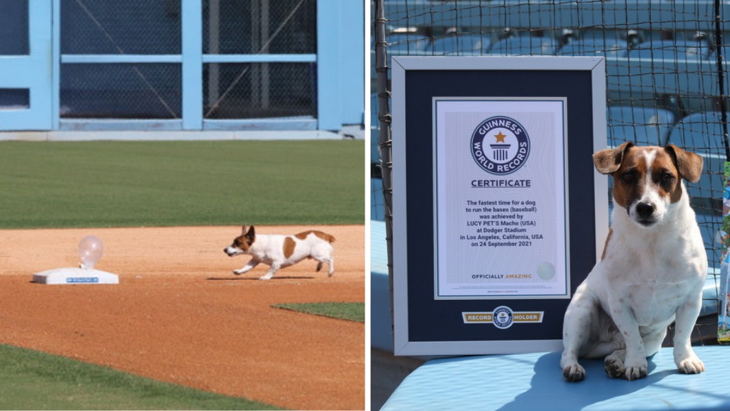 guinness-world-records-fastest-time-for-a-dog-to-run-the-bases-697494