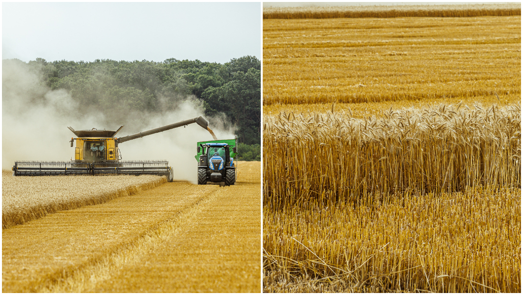 agroconcept most wheat harvested by a single combine harvester